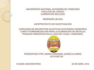 UNIVERSIDAD NACIONAL AUTONOMA DE HONDURAS
FACULTAD DE CIENCIA
CARRERA DE BIOLOGIA
SEMINARIO (BI-500)
ANTEPROYECTO DE INVESTIGACION
CAPACIDAD DE MACROFITAS ACUÁTICAS (EICHORNIA CRASSIPES)
COMO FITORREMEDIACION PARA LA ELIMINACIÓN DE METALES
PESADOS PRESENTES EN EL LAGO DE YOJOA, HONDURAS.
PRESENTADO POR: MARIA FERNANDA JUAREZ ALVAREZ
20101002138
CIUDAD UNIVERSITARIA 24 DE ABRIL 2014
 