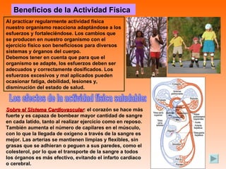 Beneficios de la Actividad Física Al practicar regularmente actividad física nuestro organismo reacciona adaptándose a los esfuerzos y fortaleciéndose. Los cambios que se producen en nuestro organismo con el ejercicio físico son beneficiosos para diversos sistemas y órganos del cuerpo. Debemos tener en cuenta que para que el organismo se adapte, los esfuerzos deben ser adecuados y correctamente dosificados. Los esfuerzos excesivos y mal aplicados pueden ocasionar fatiga, debilidad, lesiones y, disminución del estado de salud. Los efectos de la actividad física saludable: Sobre el Sistema Cardiovascular : el corazón se hace más fuerte y es capaza de bombear mayor cantidad de sangre en cada latido, tanto al realizar ejercicio como en reposo. También aumenta el número de capilares en el músculo, con lo que la llegada de oxígeno a través de la sangre es mejor. Las arterias se mantienen limpias y flexibles, sin grasas que se adhieran o peguen a sus paredes, como el colesterol, por lo que el transporte de la sangre a todos los órganos es más efectivo, evitando el infarto cardiaco o cerebral. 