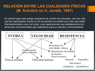 RELACIÓN ENTRE LAS CUALIDADES FÍSICAS
(M. Scholich en U. Jonath, 1967)
En primer lugar este antiguo esquema de Jonath nos recuerda, una vez más,
que las capacidades físicas no se encuentran en estado puro sino que están
interrelacionadas unas con otras, y las separaciones que establecemos son
divisiones convencionales que realizamos para su estudio y entrenamiento.
 