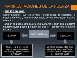 MANIFESTACIONES DE LA FUERZA.
 FUERZA MAXIMA.
Según Letzeiter 1995, es la mayor fuerza capaz de desarrollar el
sistema nervioso y muscular por medio de una contracción máxima
voluntaria.
También se puede considerar como la mayor tensión que el sistema
neuromuscular puede producir en una (1) contracción voluntaria
máxima.
FUERZA MAXIMA
RELATIVA ABSOLUTA
Representa la proporción
entre la fuerza absoluta de
un atleta y su peso corporal
(Bompa, 2005).
Se refiere a la capacidad de un
atleta para ejercer una fuerza,
sin considerar su propio peso
(p. c.) (Bompa, 2005).
 