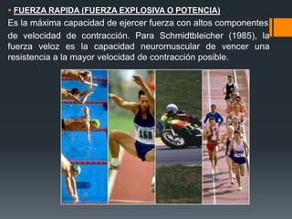  FUERZA RAPIDA (FUERZA EXPLOSIVA O POTENCIA)
Es la máxima capacidad de ejercer fuerza con altos componentes
de velocidad de contracción. Para Schmidtbleicher (1985), la
fuerza veloz es la capacidad neuromuscular de vencer una
resistencia a la mayor velocidad de contracción posible.
 