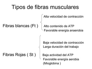 Tipos de fibras musculares
                       Alta velocidad de contracción


Fibras blancas (Ft )   Alto contenido de ATP
                       Favorable energía anaerobia


                       Baja velocidad de contracción
                       Larga duración del trabajo

Fibras Rojas ( St )    Baja actividad del ATP
                       Favorable energía aerobia
                       (Mioglobina )
 