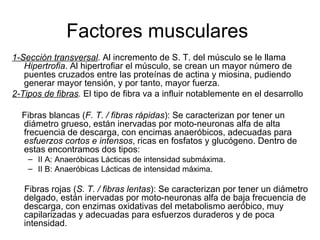 Factores musculares
1-Sección transversal. Al incremento de S. T. del músculo se le llama
   Hipertrofia. Al hipertrofiar el músculo, se crean un mayor número de
   puentes cruzados entre las proteínas de actina y miosina, pudiendo
   generar mayor tensión, y por tanto, mayor fuerza.
2-Tipos de fibras. El tipo de fibra va a influir notablemente en el desarrollo

  Fibras blancas (F. T. / fibras rápidas): Se caracterizan por tener un
  diámetro grueso, están inervadas por moto-neuronas alfa de alta
  frecuencia de descarga, con encimas anaeróbicos, adecuadas para
  esfuerzos cortos e intensos, ricas en fosfatos y glucógeno. Dentro de
  estas encontramos dos tipos:
    – II A: Anaeróbicas Lácticas de intensidad submáxima.
    – II B: Anaeróbicas Lácticas de intensidad máxima.

   Fibras rojas (S. T. / fibras lentas): Se caracterizan por tener un diámetro
   delgado, están inervadas por moto-neuronas alfa de baja frecuencia de
   descarga, con enzimas oxidativas del metabolismo aeróbico, muy
   capilarizadas y adecuadas para esfuerzos duraderos y de poca
   intensidad.
 