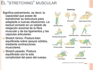 EL “STRETCHING” MUSCULAR
Significa estiramiento, es decir, la
capacidad que posee de
transformar su estructura para
adaptarla a nuevas situaciones. La
laxitud consiste en un estado de
relajación anormal de la fibra
muscular y de los ligamentos y las
capsulas articulares.
 Stretch tónico: Postura bien
equilibrada sobre apoyos sólidos,
mediante contracciones
musculares.
 Stretch pesado: Postura
equilibrada con la sola
complicidad del peso del cuerpo.
 
