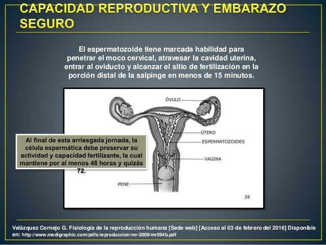 Capacidad reproductiva y embarazo seguro