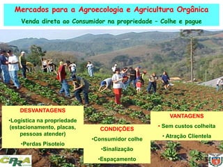 Mercados para a Agroecologia e Agricultura Orgânica
Venda direta ao Consumidor na propriedade – Colhe e pague
DESVANTAGENS
•Logística na propriedade
(estacionamento, placas,
pessoas atender)
•Perdas Pisoteio
CONDIÇÕES
•Consumidor colhe
•Sinalização
•Espaçamento
VANTAGENS
• Sem custos colheita
• Atração Clientela
 
