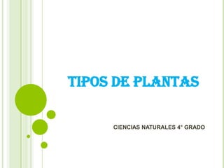 TIPOS DE PLANTAS

     CIENCIAS NATURALES 4° GRADO
 