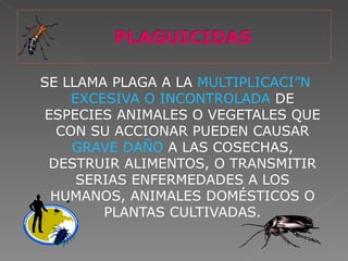 SE LLAMA PLAGA A LA MULTIPLICACIÓN
    EXCESIVA O INCONTROLADA DE
ESPECIES ANIMALES O VEGETALES QUE
  CON SU ACCIONAR PUEDEN CAUSAR
    GRAVE DAÑO A LAS COSECHAS,
 DESTRUIR ALIMENTOS, O TRANSMITIR
     SERIAS ENFERMEDADES A LOS
 HUMANOS, ANIMALES DOMÉSTICOS O
        PLANTAS CULTIVADAS.
 