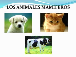 LOS ANIMALES MAMÍFEROS
 
