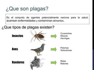 Es el conjunto de agentes potencialmente nocivos para la salud,
acarrean enfermedades y contaminan alimentos.
¿Que tipos de plagas existen?
Insectos
Cucarachas
Moscas
Hormigas
Aves
Palomas
Golondrinas
Roedores
Ratas
Ratones
¿Que son plagas?
 