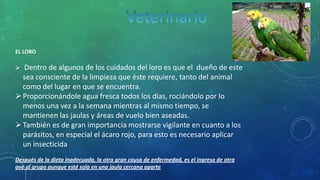 EL LORO
 Dentro de algunos de los cuidados del loro es que el dueño de este
sea consciente de la limpieza que éste requiere, tanto del animal
como del lugar en que se encuentra.
Proporcionándole agua fresca todos los días, rociándolo por lo
menos una vez a la semana mientras al mismo tiempo, se
mantienen las jaulas y áreas de vuelo bien aseadas.
También es de gran importancia mostrarse vigilante en cuanto a los
parásitos, en especial el ácaro rojo, para esto es necesario aplicar
un insecticida
Después de la dieta inadecuada, la otra gran causa de enfermedad, es el ingreso de otra
ave al grupo aunque esté sola en una jaula cercana aparte
 