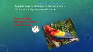 La guacamaya se alimenta de frutas variadas,
almendras y algunas veces de carne
frutas variadas,
almendras y algunas
veces de carne
 