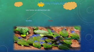 Los loros se alimentan de:
Semillas Frutas
 