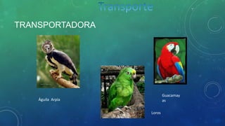 TRANSPORTADORA
Águila Arpía
Loros
Guacamay
as
 