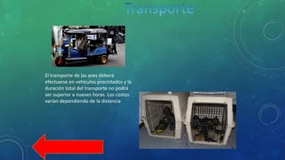 El transporte de las aves deberá
efectuarse en vehículos precintados y la
duración total del transporte no podrá
ser superior a nueves horas. Los costos
varían dependiendo de la distancia
 