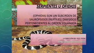 SERPIENTES U OFIDIOS
(OPHIDIA) SON UN SUBORDEN DE
SAURÓPSIDOS (REPTILES) DIÁPSIDOS
PERTENECIENTES AL ORDEN SQUAMATA
HTTP://LOCALHOST:12573/TEST.HTML
LA DIRECCIÓN DEL DEEP ZOOM
HTTP://WWW.MYFREEZOO.ES/GAME/
 
