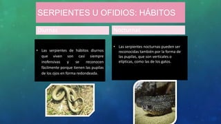 SERPIENTES U OFIDIOS: HÁBITOS
Diurnas
• Las serpientes de hábitos diurnos
que viven son casi siempre
inofensivas y se reconocen
fácilmente porque tienen las pupilas
de los ojos en forma redondeada.
Nocturnas
• Las serpientes nocturnas pueden ser
reconocidas también por la forma de
las pupilas, que son verticales o
elípticas, como las de los gatos.
 