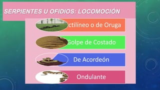 SERPIENTES U OFIDIOS: LOCOMOCIÓN
Rectilíneo o de Oruga
Golpe de Costado
De Acordeón
Ondulante
 