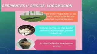 SERPIENTES U OFIDIOS: LOCOMOCIÓN
Las serpientes se reproducen ya sea
poniendo huevos o alumbrando
crías vivas, son abandonadas.
Tanto los huevos coo crías pueden
ser hasta 100 por puesta, pero no
es habitual.
La atención familiar no existe con
las crias
 