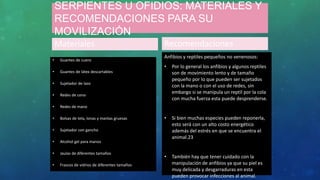 SERPIENTES U OFIDIOS: MATERIALES Y
RECOMENDACIONES PARA SU
MOVILIZACIÓN
Materiales
• Guantes de cuero
• Guantes de látex descartables
• Sujetador de lazo
• Redes de cono
• Redes de mano
• Bolsas de tela, lonas y mantas gruesas
• Sujetador con gancho
• Alcohol gel para manos
• Jaulas de diferentes tamaños
• Frascos de vidrios de diferentes tamaños
Recomendaciones
Anfibios y reptiles pequeños no venenosos:
• Por lo general los anfibios y algunos reptiles
son de movimiento lento y de tamaño
pequeño por lo que pueden ser sujetados
con la mano o con el uso de redes, sin
embargo si se manipula un reptil por la cola
con mucha fuerza esta puede desprenderse.
• Si bien muchas especies pueden reponerla,
esto será con un alto costo energético
además del estrés en que se encuentra el
animal.23
• También hay que tener cuidado con la
manipulación de anfibios ya que su piel es
muy delicada y desgarraduras en esta
pueden provocar infecciones al animal.
 