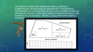 LAS ÁREAS PUEDEN SER CERRADAS PARA LA LIMPIEZA,
ALIMENTACIÓN, SEPARACIÓN DE INDIVIDUOS Y TRATAMIENTO
VETERINARIO (D) CON PUERTAS DE MALLA DE ALAMBRE SOBRE UN
SISTEMA DE POLEAS. CADA ÁREA TIENE SU PROPIA ENTRADA. UNA
BARRERA ES COLOCADA A 1.5M DE LA JAULA PARA PREVENIR EL
CONTACTO CERCANO ENTRE LOS VISITANTES Y LOS ANIMALES.
 