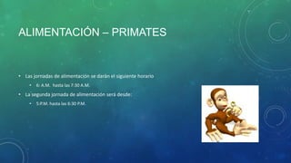 ALIMENTACIÓN – PRIMATES
• Las jornadas de alimentación se darán el siguiente horario
• 6: A.M. hasta las 7:30 A.M.
• La segunda jornada de alimentación será desde:
• 5:P.M. hasta las 6:30 P.M.
 