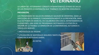 VETERINARIO
LA LABOR DEL VETERINARIO CONSISTE EN MANTENER EL ESTADO DE SALUD
DE LOS PRIMATES (CHIMPANCÉS) QUE TENEMOS EN NUESTRO ZOOLÓGICO.
PREVENCIÓN
LOS PROGRAMAS DE SALUD EN ANIMALES SALVAJES SE ORIENTAN, DADA LA
DIFICULTAD DE SU MANEJO, FUNDAMENTALMENTE A LA PREVENCIÓN. PARA
ELLO SE PONEN EN MARCHA, EN COLABORACIÓN CON EL DEPARTAMENTO DE
CUIDADORES, UNA SERIE DE PROGRAMAS DESTINADOS A EVITAR EN LA
MEDIDA DE LO POSIBLE LA APARICIÓN DE LA ENFERMEDAD, ACTUANDO A
TODOS LOS NIVELES:
* PROTOCOLOS DE HIGIENE.
* UTILIZACIÓN DE MATERIALES SEGUROS TANTO EN LAS INSTALACIONES
COMO EN LA ACTIVIDAD DIARIA.
* VIGILANCIA DE LAS DIETAS.
 