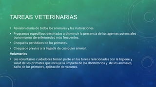 TAREAS VETERINARIAS
• Revisión diaria de todos los animales y las instalaciones.
• Programas específicos destinados a disminuir la presencia de los agentes potenciales
transmisores de enfermedad más frecuentes.
• Chequeos periódicos de los primates.
• Chequeos previos a la llegada de cualquier animal.
Voluntarios
• Los voluntarios cuidadores toman parte en las tareas relacionadas con la higiene y
salud de los primates que incluye la limpieza de los dormitorios y de los animales,
baño de los primates, aplicación de vacunas.
 