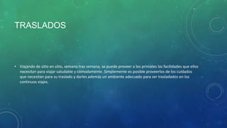 TRASLADOS
• Viajando de sitio en sitio, semana tras semana, se puede proveer a los primates las facilidades que ellos
necesitan para viajar saludable y cómodamente. Simplemente es posible proveerlos de los cuidados
que necesitan para su traslado y darles además un ambiente adecuado para ser trasladados en los
continuos viajes.
 
