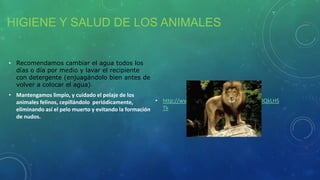 HIGIENE Y SALUD DE LOS ANIMALES
• Recomendamos cambiar el agua todos los
días o día por medio y lavar el recipiente
con detergente (enjuagándolo bien antes de
volver a colocar el agua).
• Mantengamos limpio, y cuidado el pelaje de los
animales felinos, cepillándolo periódicamente,
eliminando así el pelo muerto y evitando la formación
de nudos.
• http://www.youtube.com/watch?v=SqhDQkLHS
Tk
 