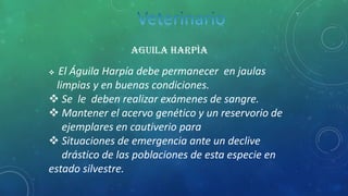 AGUILA HARPÌA
 El Águila Harpía debe permanecer en jaulas
limpias y en buenas condiciones.
 Se le deben realizar exámenes de sangre.
 Mantener el acervo genético y un reservorio de
ejemplares en cautiverio para
 Situaciones de emergencia ante un declive
drástico de las poblaciones de esta especie en
estado silvestre.
 