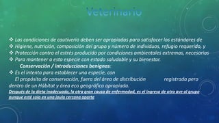  Las condiciones de cautiverio deben ser apropiadas para satisfacer los estándares de
 Higiene, nutrición, composición del grupo y número de individuos, refugio requerido, y
 Protección contra el estrés producido por condiciones ambientales extremas, necesarias
 Para mantener a esta especie con estado saludable y su bienestar.
Conservación / introducciones benignas:
 Es el intento para establecer una especie, con
El propósito de conservación, fuera del área de distribución registrada pero
dentro de un Hábitat y área eco geográfica apropiada.
Después de la dieta inadecuada, la otra gran causa de enfermedad, es el ingreso de otra ave al grupo
aunque esté sola en una jaula cercana aparte
 