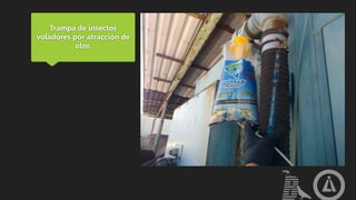 Trampa de insectos
voladores por atracción de
olor.
 
