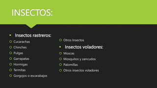 INSECTOS:
 Insectos rastreros:
 Cucarachas
 Chinches
 Pulgas
 Garrapatas
 Hormigas
 Termitas
 Gorgojos o escarabajos
 Otros Insectos
 Insectos voladores:
 Moscas
 Mosquitos y zancudos
 Palomillas
 Otros insectos voladores
 