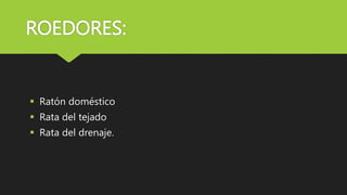 ROEDORES:
 Ratón doméstico
 Rata del tejado
 Rata del drenaje.
 