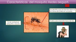 Características del mosquito Aedes aegypti.
Se identifica por las bandas blancas
en forma de anillos en sus patas.
Vuela y pica durante horas del día.
Es de contextura
pequeña y oscura.
 