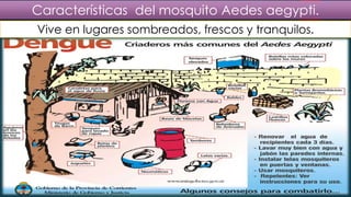Vive en lugares sombreados, frescos y tranquilos.
Características del mosquito Aedes aegypti.
 