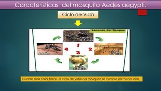 Ciclo de Vida
Cuanto más calor hace, el ciclo de vida del mosquito se cumple en menos días.
Características del mosquito Aedes aegypti.
 
