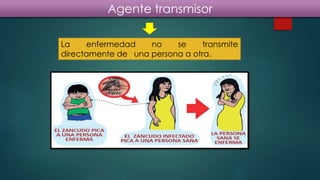 Agente transmisor
La enfermedad no se transmite
directamente de una persona a otra.
 