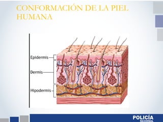 CONFORMACIÓN DE LA PIEL
HUMANA
 