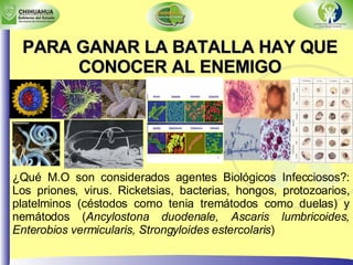PARA GANAR LA BATALLA HAY QUE CONOCER AL ENEMIGO ¿Qué M.O son considerados agentes Biológicos Infecciosos?: Los priones, virus. Ricketsias, bacterias, hongos, protozoarios, platelminos (céstodos como tenia tremátodos como duelas) y nemátodos ( Ancylostona duodenale, Ascaris lumbricoides, Enterobios vermicularis, Strongyloides estercolaris ) 