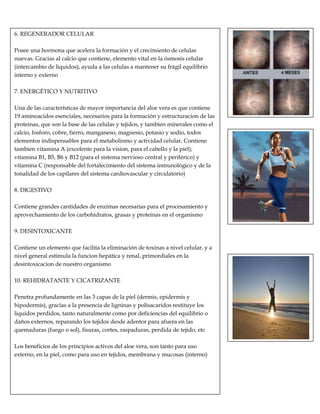 6. REGENERADOR CELULAR
Posee una hormona que acelera la formación y el crecimiento de celulas
nuevas. Gracias al calcio que contiene, elemento vital en la ósmosis celular
(intercambio de liquidos), ayuda a las celulas a mantener su frágil equilibrio
interno y externo
7. ENERGÉTICO Y NUTRITIVO
Una de las características de mayor importancia del aloe vera es que contiene
19 aminoacidos esenciales, necesarios para la formación y estructuracion de las
proteinas, que son la base de las celulas y tejidos, y tambien minerales como el
calcio, fosforo, cobre, fierro, manganeso, magnesio, potasio y sodio, todos
elementos indispensables para el metabolismo y actividad celular. Contiene
tambien vitamina A (excelente para la vision, para el cabello y la piel);
vitamina B1, B5, B6 y B12 (para el sistema nervioso central y periférico) y
vitamina C (responsable del fortalecimiento del sistema inmunológico y de la
tonalidad de los capilares del sistema cardiovascular y circulatorio)
8. DIGESTIVO
Contiene grandes cantidades de enzimas necesarias para el procesamiento y
aprovechamiento de los carbohidratos, grasas y proteinas en el organismo
9. DESINTOXICANTE
Contiene un elemento que facilita la eliminación de toxinas a nivel celular, y a
nivel general estimula la funcion hepática y renal, primordiales en la
desintoxicacion de nuestro organismo
10. REHIDRATANTE Y CICATRIZANTE
Penetra profundamente en las 3 capas de la piel (dermis, epidermis y
hipodermis), gracias a la presencia de ligninas y polisacaridos restituye los
liquidos perdidos, tanto naturalmente como por deficiencias del equilibrio o
daños externos, reparando los tejidos desde adentor para afuera en las
quemaduras (fuego o sol), fisuras, cortes, raspaduras, perdida de tejido, etc
Los beneficios de los principios activos del aloe vera, son tanto para uso
externo, en la piel, como para uso en tejidos, membrana y mucosas (interno)
 
