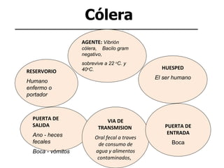 Cólera   AGENTE:  Vibrión  cólera,  Bacilo gram  negativo,  sobrevive a  22  o C. y 40 o C. RESERVORIO Humano enfermo o portador PUERTA DE SALIDA   Ano - heces fecales  Boca - vómitos VIA DE TRANSMISION  Oral fecal a traves de consumo de agua y alimentos contaminados ,  PUERTA DE ENTRADA Boca HUESPED El ser humano 