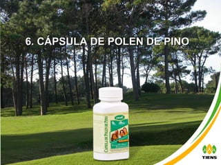 6. CÁPSULA DE POLEN DE PINO 