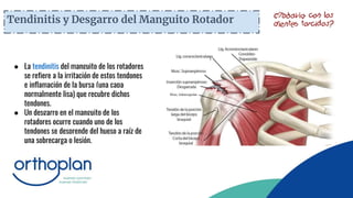 Tendinitis y Desgarro del Manguito Rotador
● La tendinitis del manguito de los rotadores
se refiere a la irritación de estos tendones
e inflamación de la bursa (una capa
normalmente lisa) que recubre dichos
tendones.
● Un desgarro en el manguito de los
rotadores ocurre cuando uno de los
tendones se desprende del hueso a raíz de
una sobrecarga o lesión.
 
