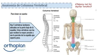 Anatomía de Columna Vertebral
Hay 5 vértebras lumbares
ubicadas en la parte baja de la
espalda. Estas vértebras son las
que reciben la mayor presión y
son la porción de la espalda que
soporta peso.
Para tener en cuenta:
 