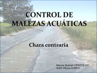 CONTROL DE
MALEZAS ACUÁTICAS
Chara contraria
Marcos Molinari CERZOS-CIC
Sofía Vittone CORFO
 