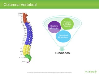 Columna Vertebral
Funciones
Permite el
Movimiento
Sostiene
el cuerpo
Protege
la Médula
Espinal
 