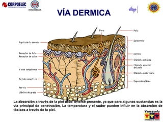 La absorción a través de la piel debe tenerse presente, ya que para algunas sustancias es la
vía principal de penetración. La temperatura y el sudor pueden influir en la absorción de
tóxicos a través de la piel.
VÍA DERMICA
 