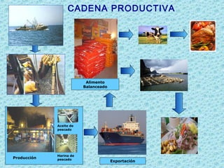 CADENA PRODUCTIVA
Harina de
pescado
Aceite de
pescado
Producción
Exportación
Alimento
Balanceado
 